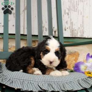 Calder, Bernedoodle Puppy
